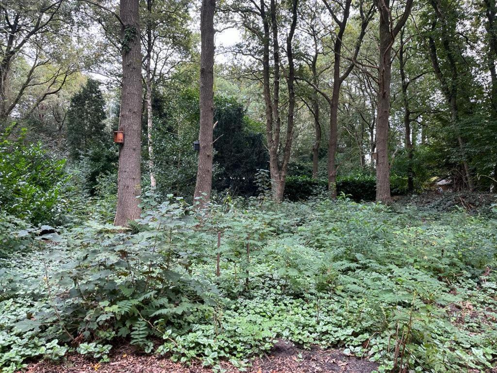 Huisje In Het Bos Zuidlaren Exterior photo